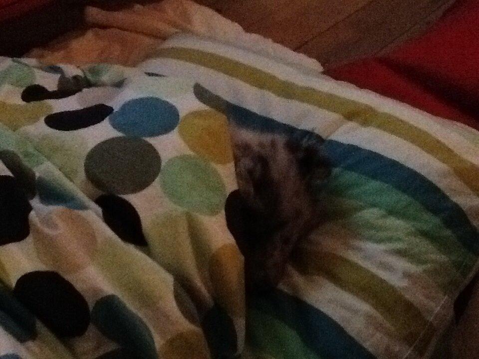 Shetland sheepdog Balto billede 19