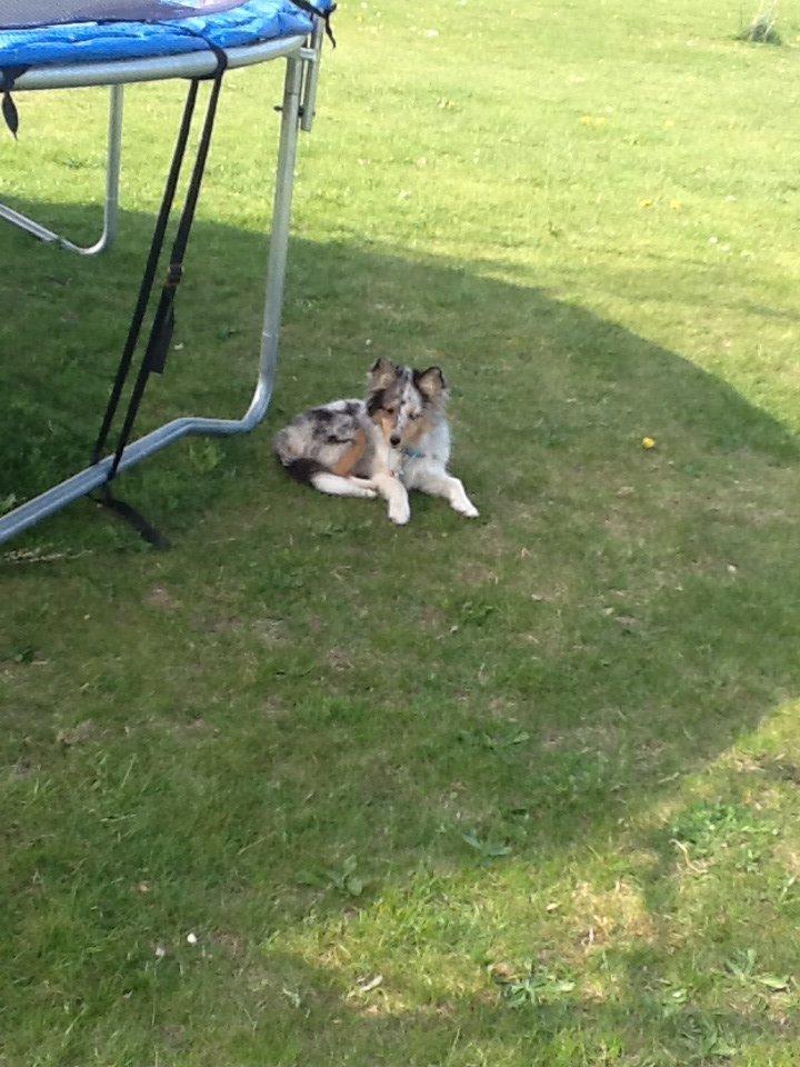 Shetland sheepdog Balto billede 20