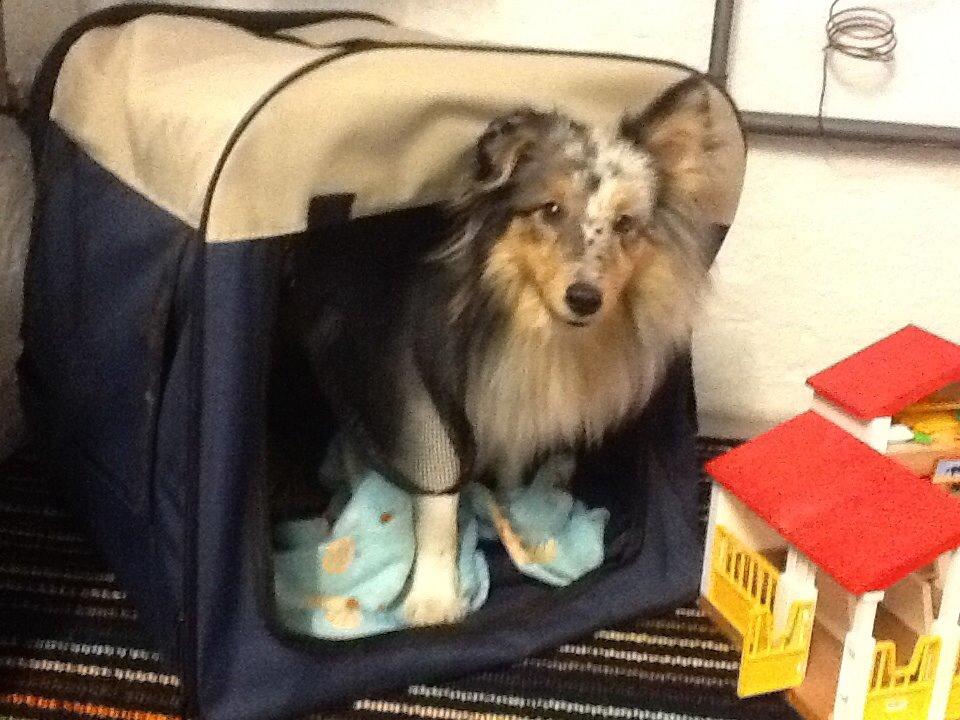 Shetland sheepdog Balto billede 22