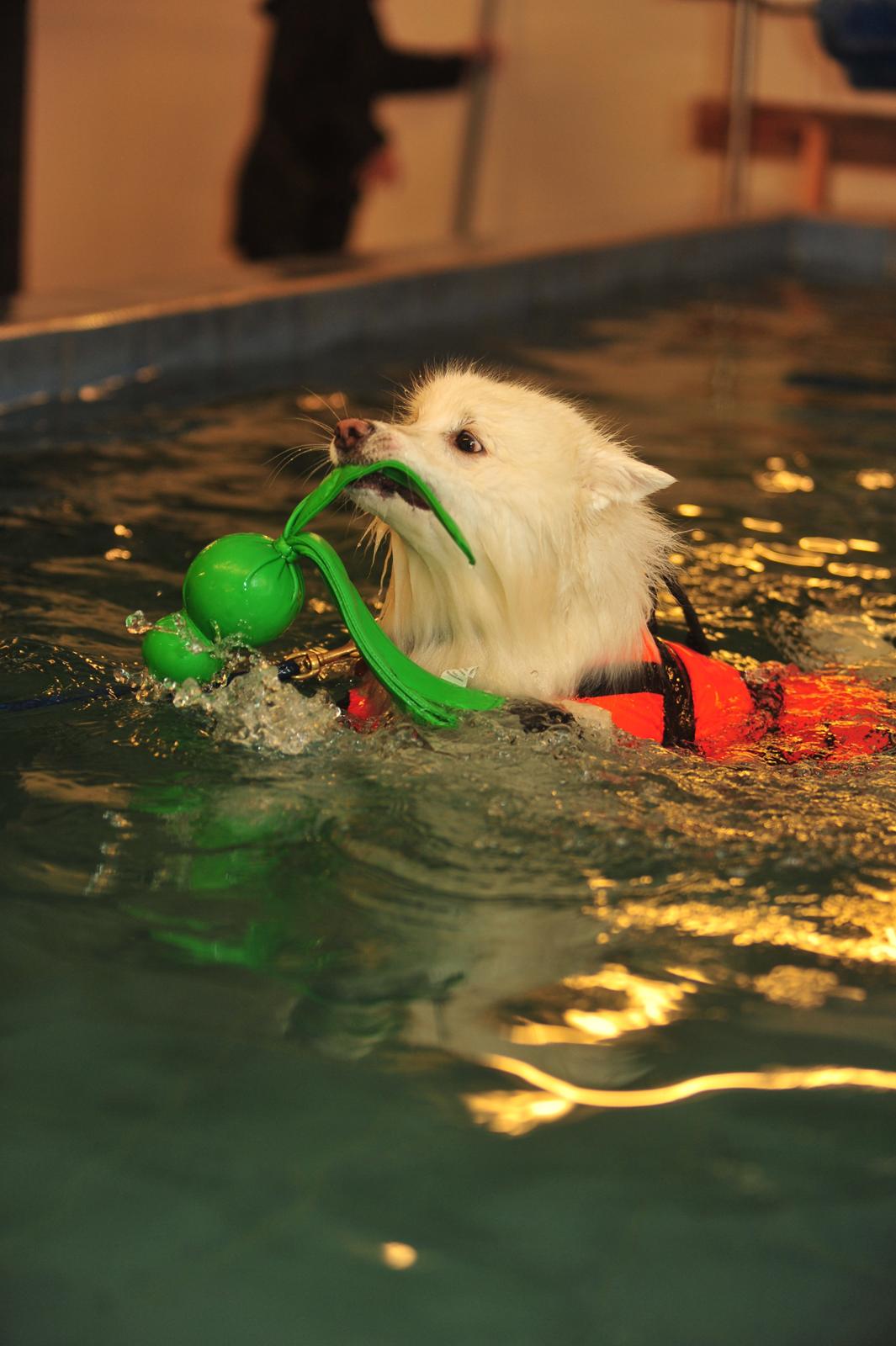 Japansk spids - Chiko - Chiko ude at svømme i mandsholm hundemotion. billede 1