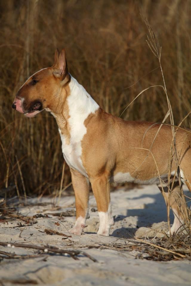 Bullterrier Dexter billede 4