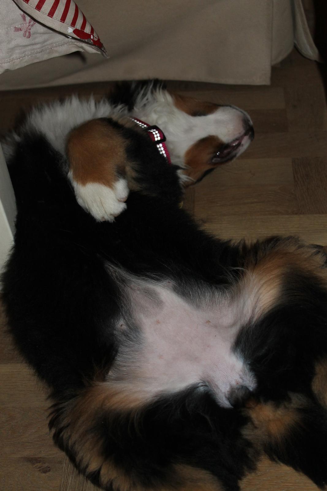 Berner sennenhund Saxo billede 8