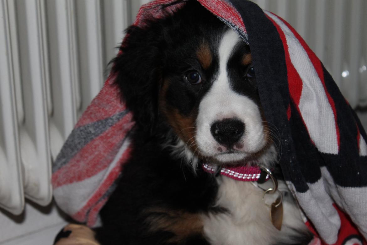 Berner sennenhund Saxo billede 3