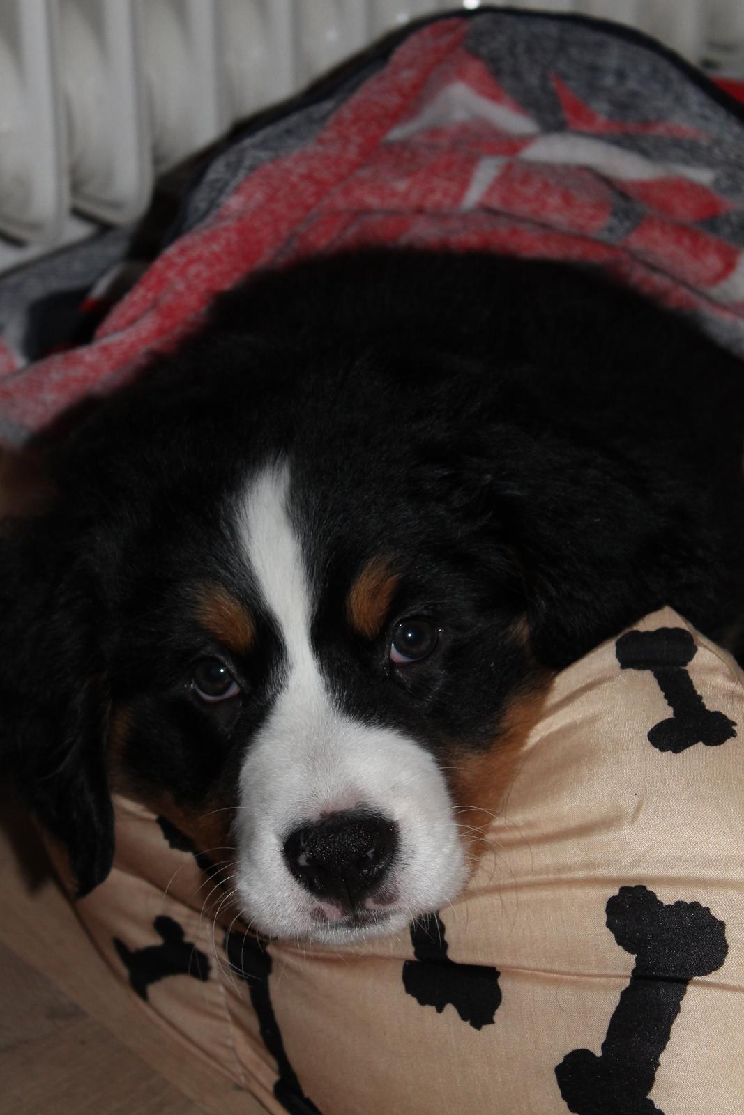 Berner sennenhund Saxo billede 9