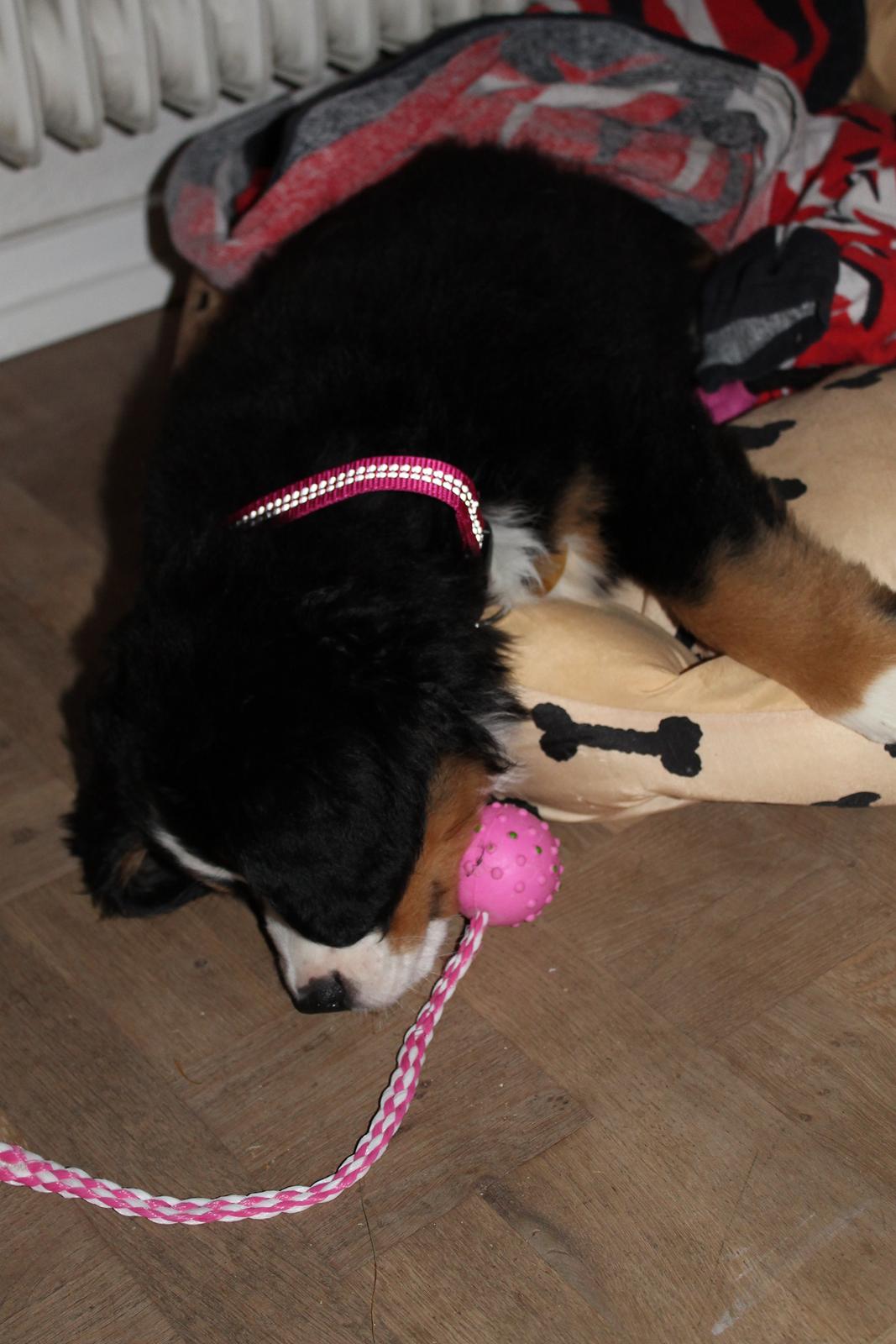 Berner sennenhund Saxo billede 10