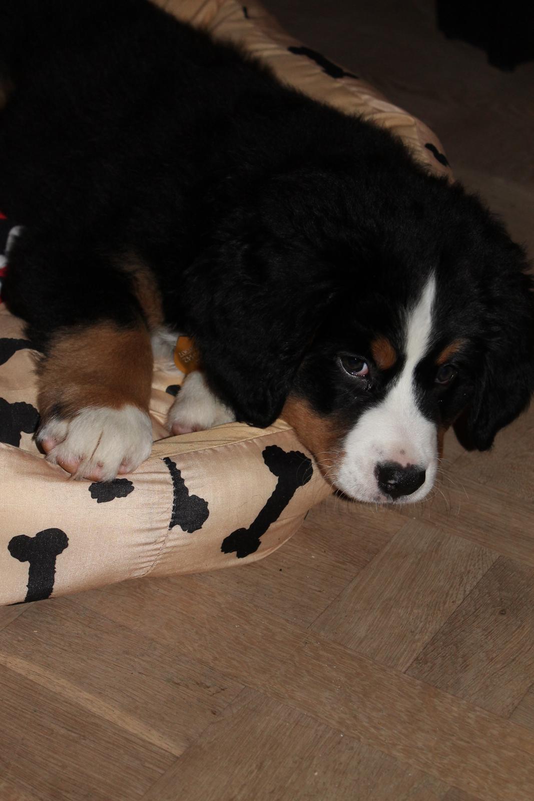 Berner sennenhund Saxo billede 11