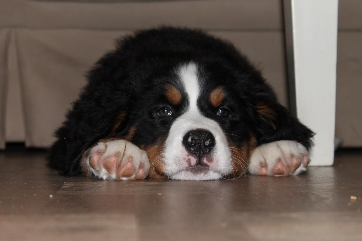 Berner sennenhund Saxo billede 12