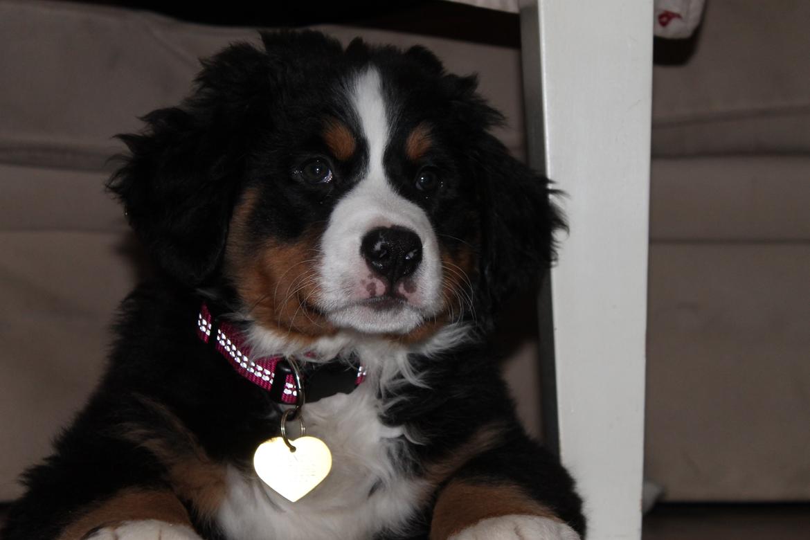 Berner sennenhund Saxo billede 1