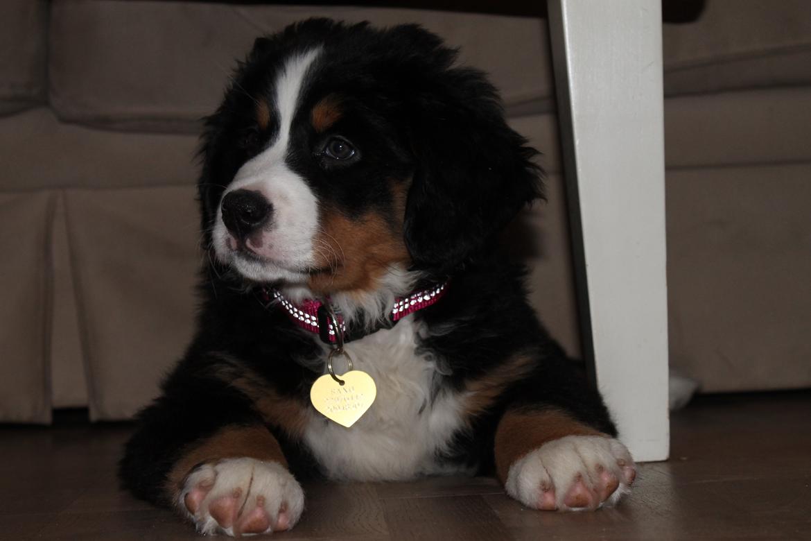 Berner sennenhund Saxo billede 13