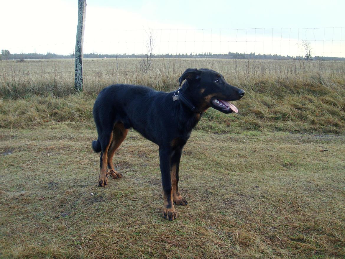 Beauceron Woodt Light Cooper - Knap 7 måneder billede 9