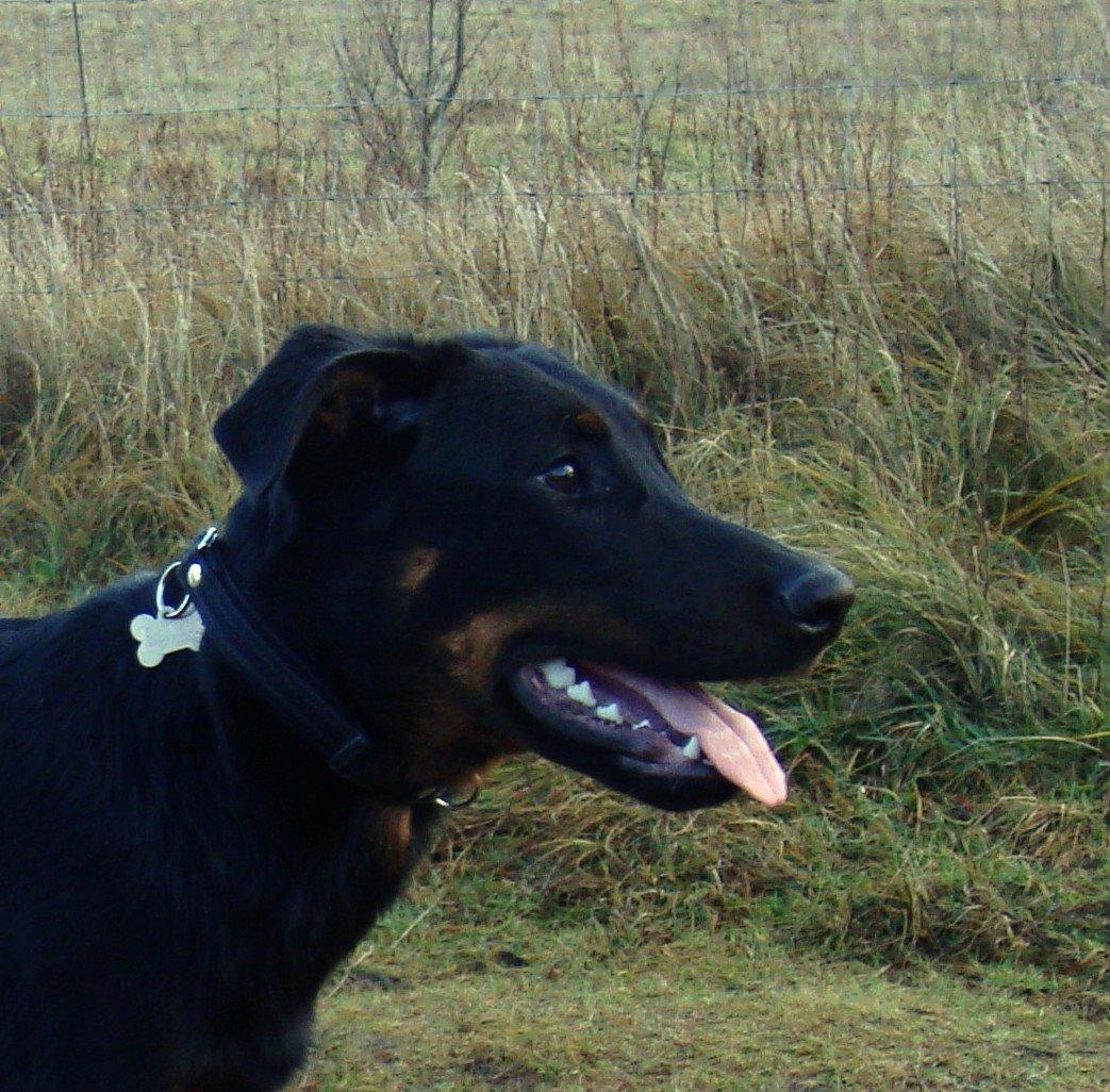 Beauceron Woodt Light Cooper billede 8