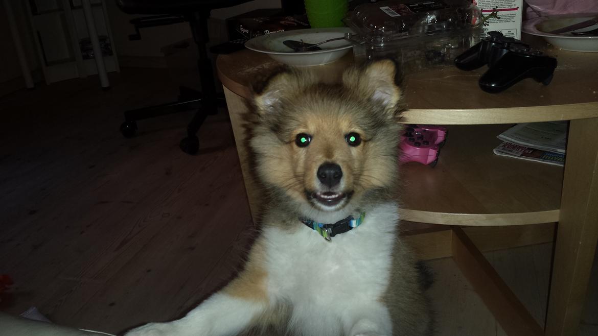 Shetland sheepdog Tarzan billede 7