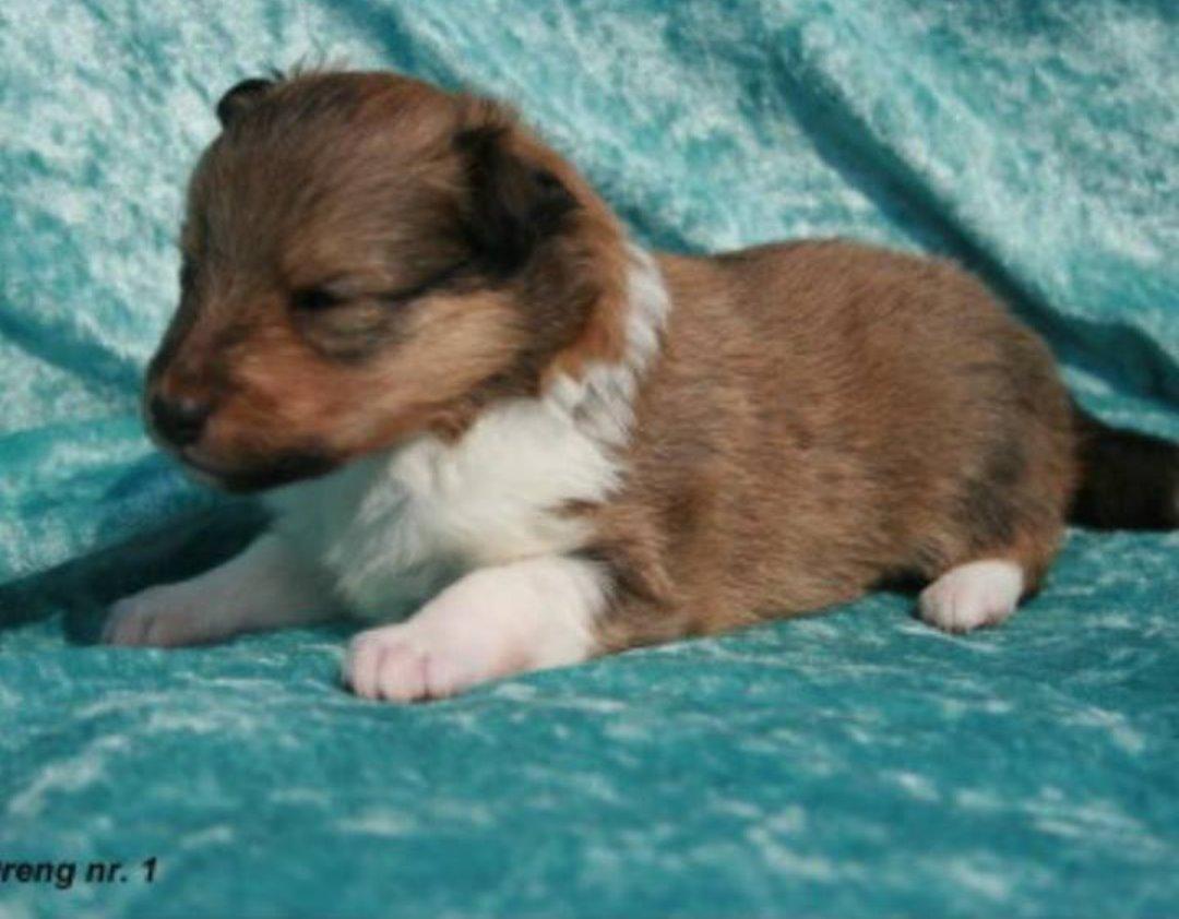 Shetland sheepdog Tarzan billede 8
