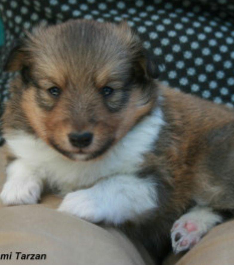 Shetland sheepdog Tarzan billede 9
