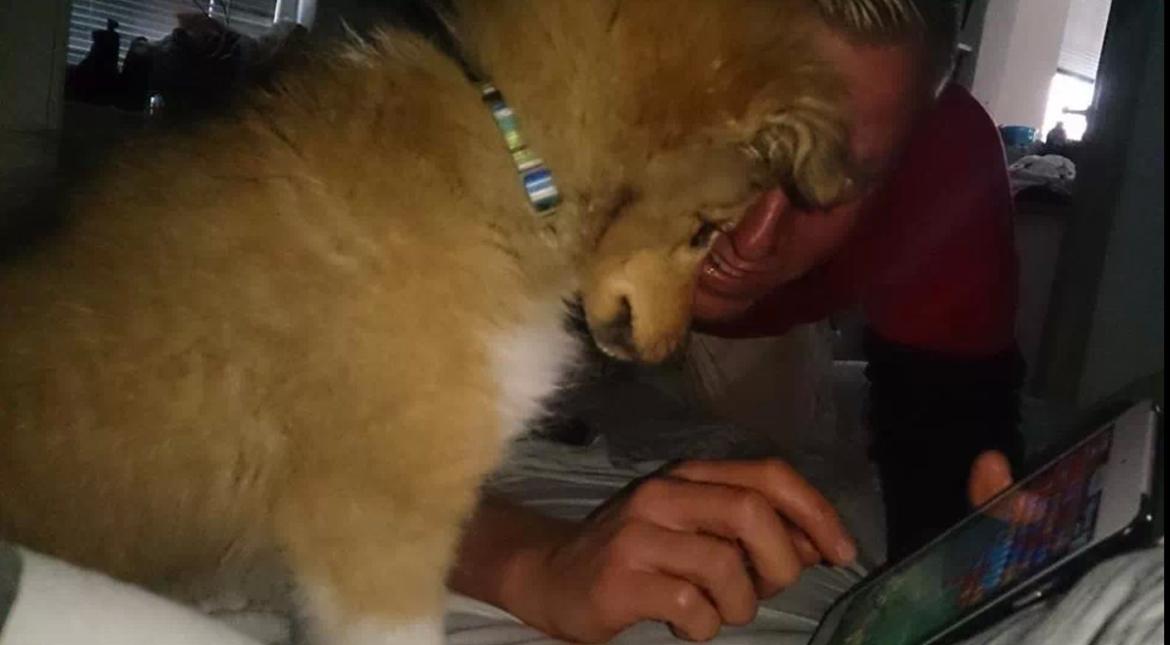 Shetland sheepdog Tarzan billede 10