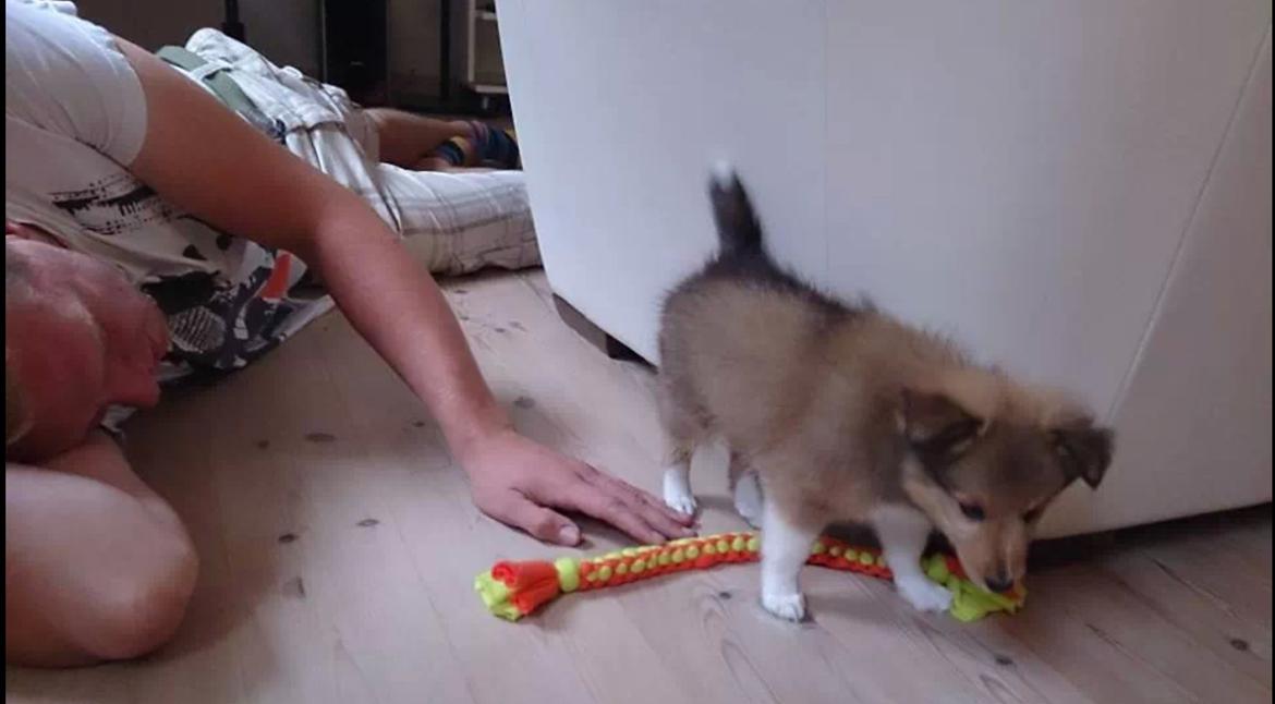 Shetland sheepdog Tarzan billede 11