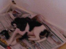 Dansk svensk gaardhund Laisa billede 2