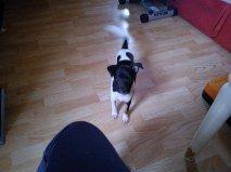 Dansk svensk gaardhund Laisa billede 3