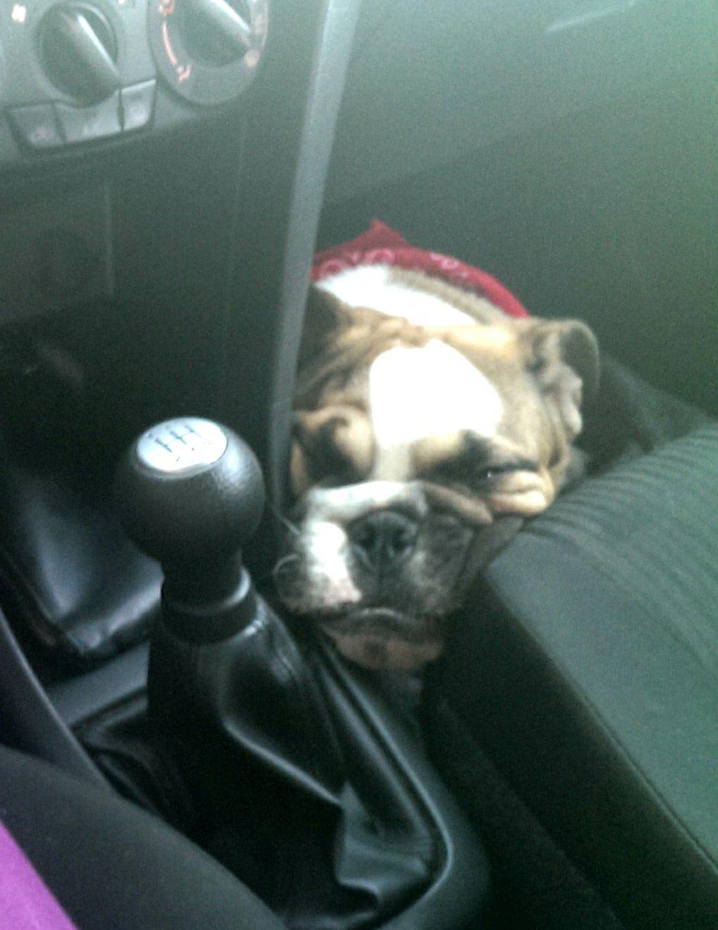 Engelsk bulldog Tyson billede 2