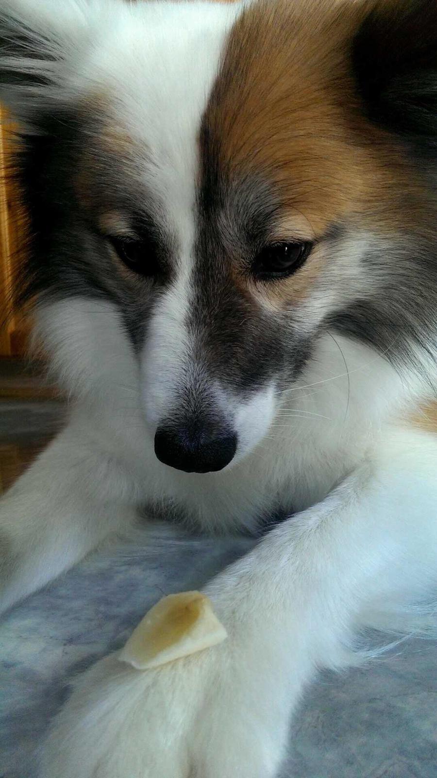 Islandsk fårehund Kenzo billede 17