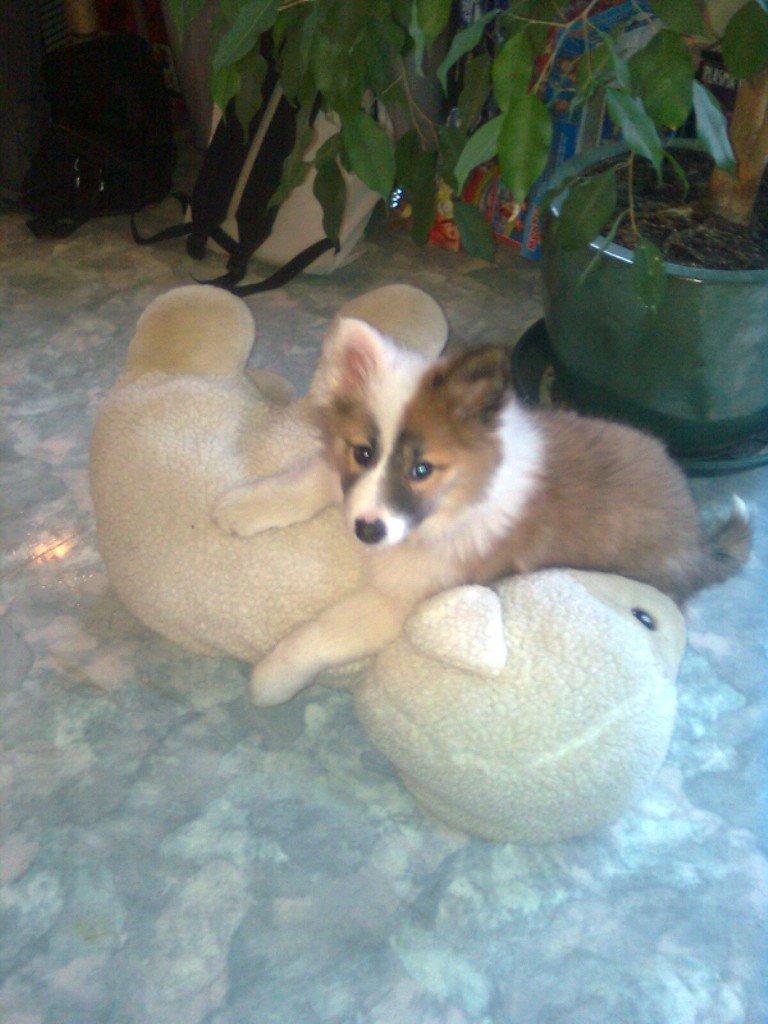 Islandsk fårehund Kenzo - Kenzo som hvalp. billede 4