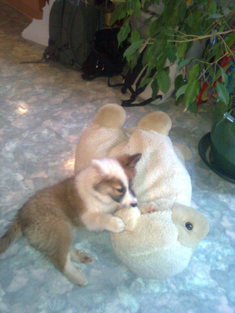 Islandsk fårehund Kenzo billede 2