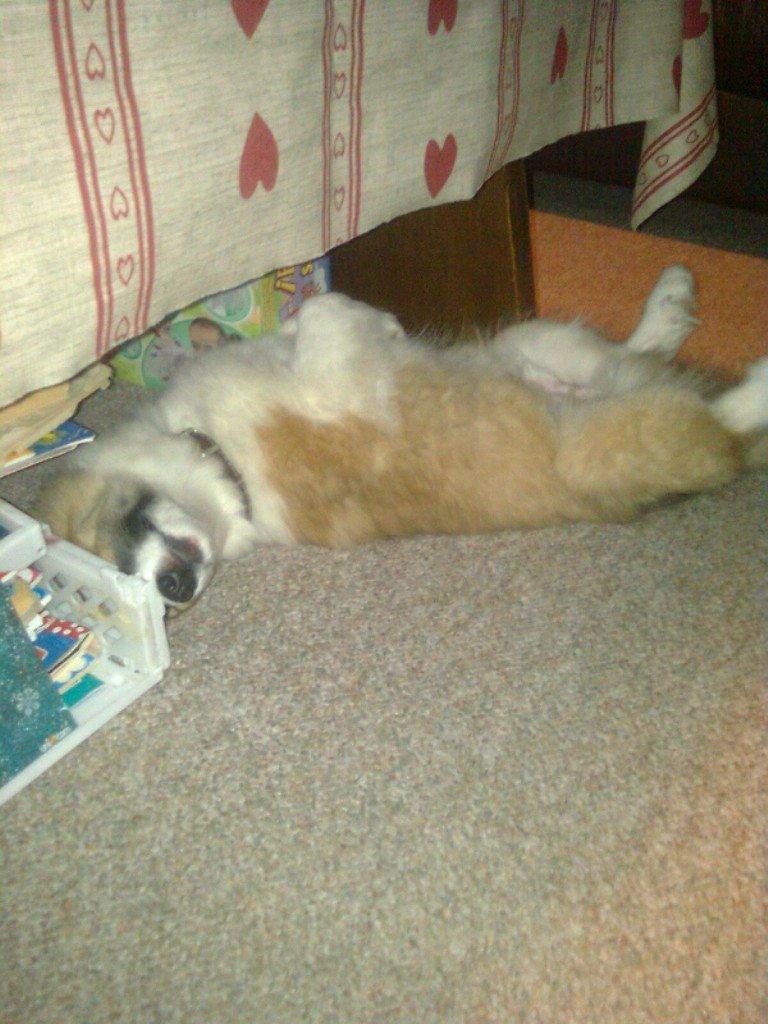 Islandsk fårehund Kenzo billede 21