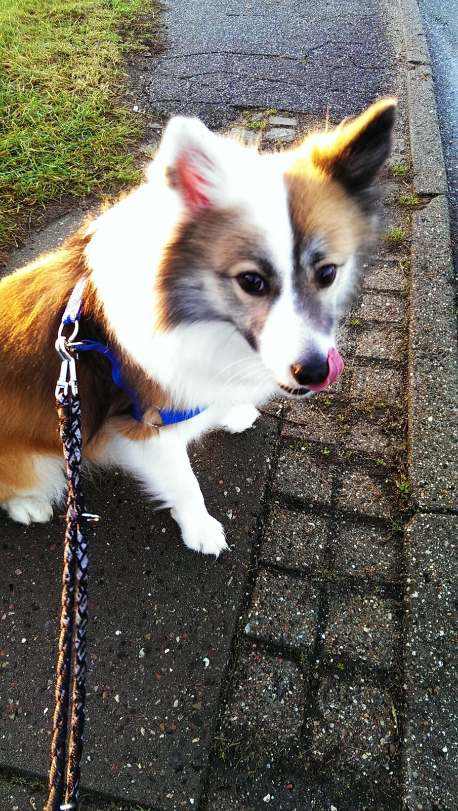 Islandsk fårehund Kenzo billede 22