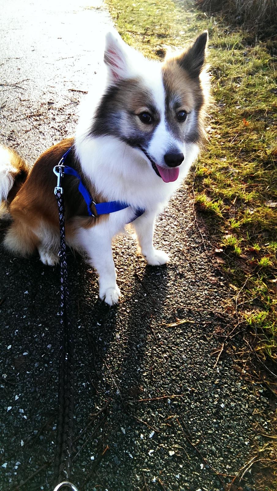 Islandsk fårehund Kenzo billede 5