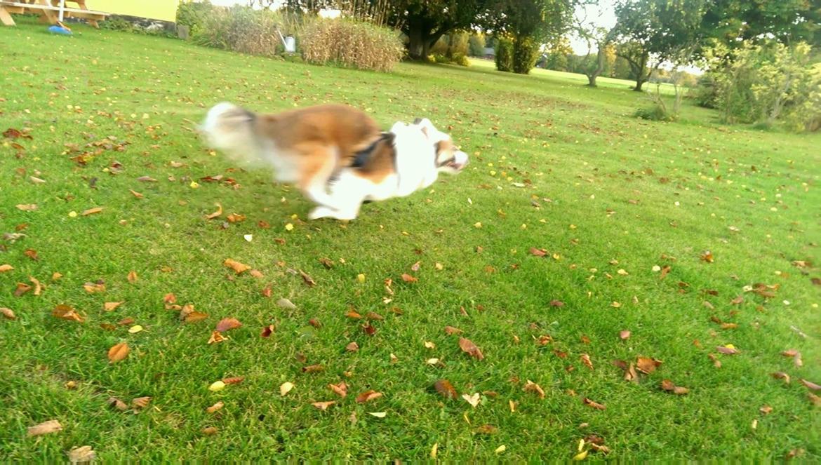 Islandsk fårehund Kenzo billede 23