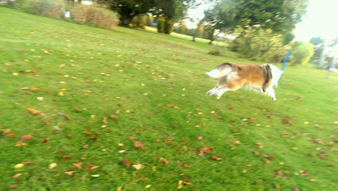 Islandsk fårehund Kenzo billede 24