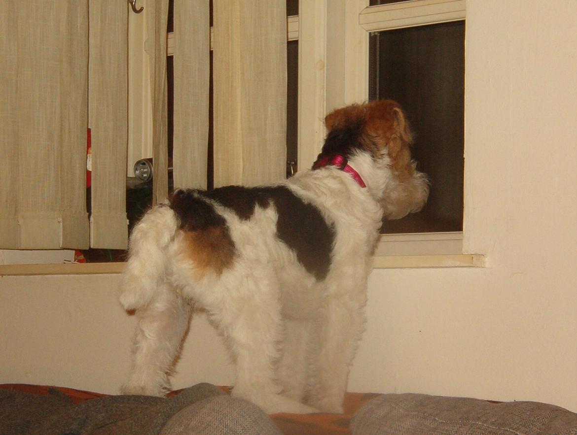 Ruhåret foxterrier Tiffy billede 3