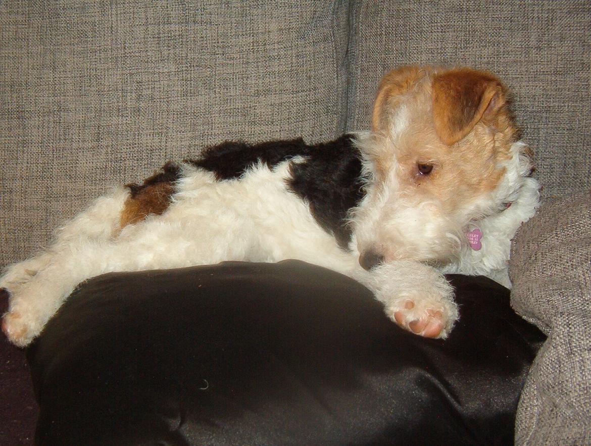 Ruhåret foxterrier Tiffy billede 4