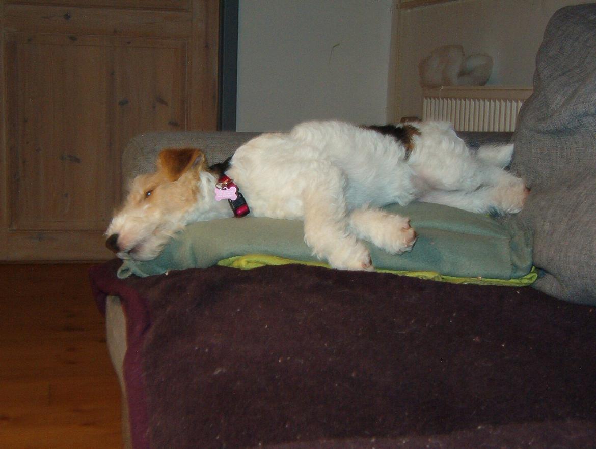 Ruhåret foxterrier Tiffy billede 5
