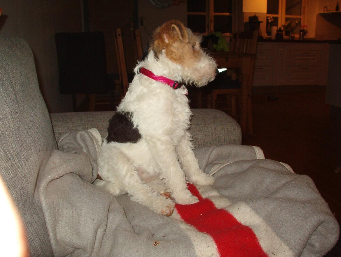 Ruhåret foxterrier Tiffy billede 6