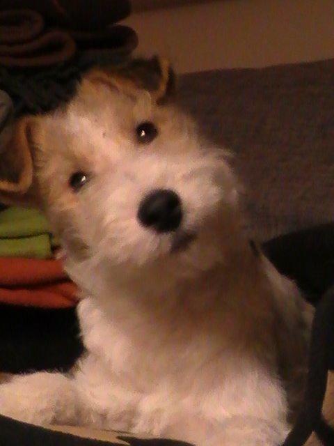 Ruhåret foxterrier Tiffy billede 2
