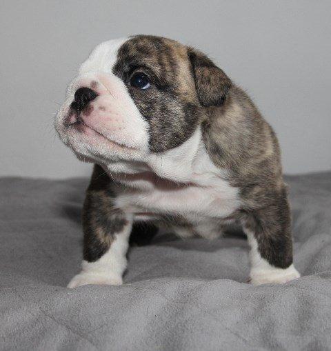 Engelsk bulldog GT billede 15