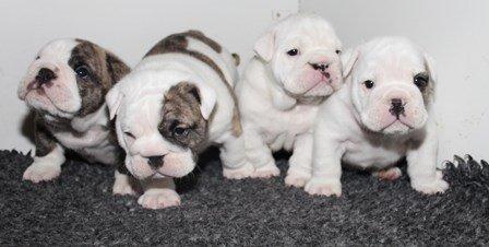 Engelsk bulldog GT billede 17