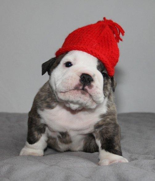 Engelsk bulldog GT - Jeg er 4 uger i dag!

Rigtig glædelig jul! billede 14