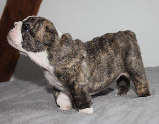 Engelsk bulldog GT billede 16