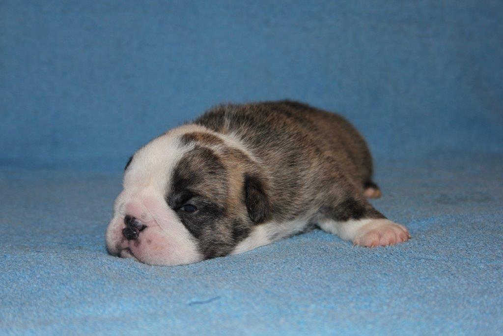 Engelsk bulldog GT - Her er jeg kun lige 2 uger gl. billede 18