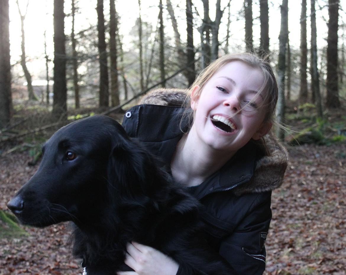 Flat coated retriever KENZO - "Et hunde liv er alt for kort og det er den eneste fejl ved dem".  billede 2