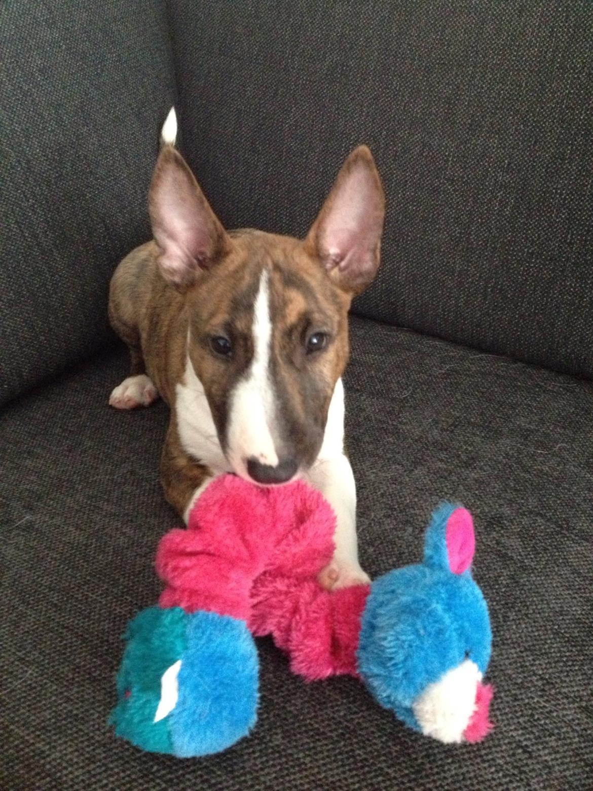 Bullterrier miniature Stubborn Head Danish Danymite aka Loco billede 19