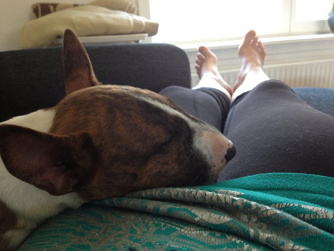 Bullterrier miniature Stubborn Head Danish Danymite aka Loco billede 20