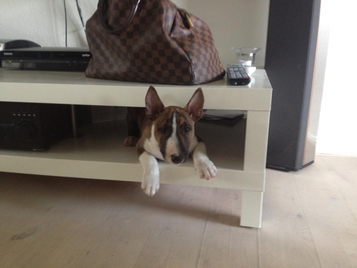Bullterrier miniature Stubborn Head Danish Danymite aka Loco billede 21