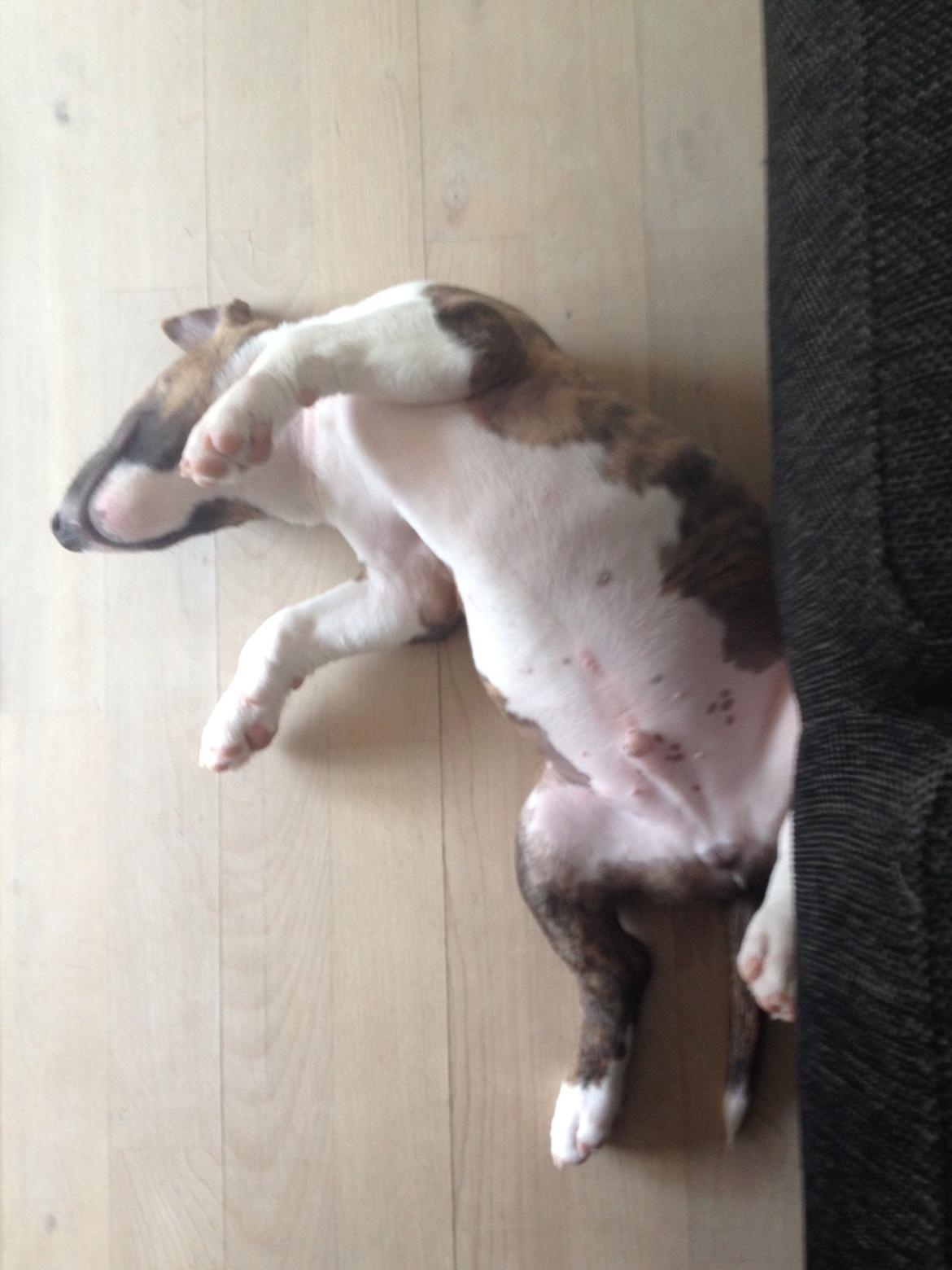 Bullterrier miniature Stubborn Head Danish Danymite aka Loco billede 22