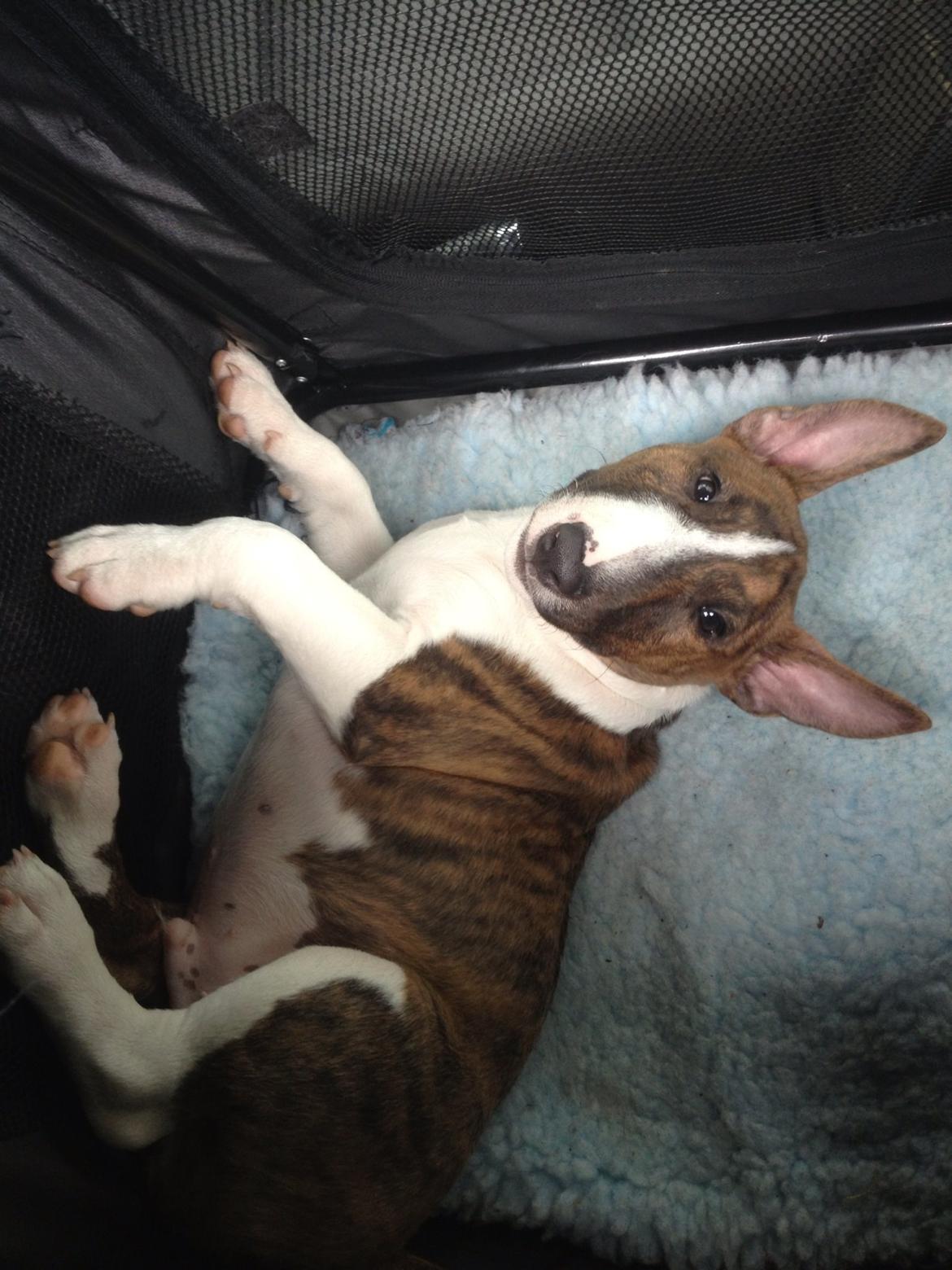 Bullterrier miniature Stubborn Head Danish Danymite aka Loco billede 23