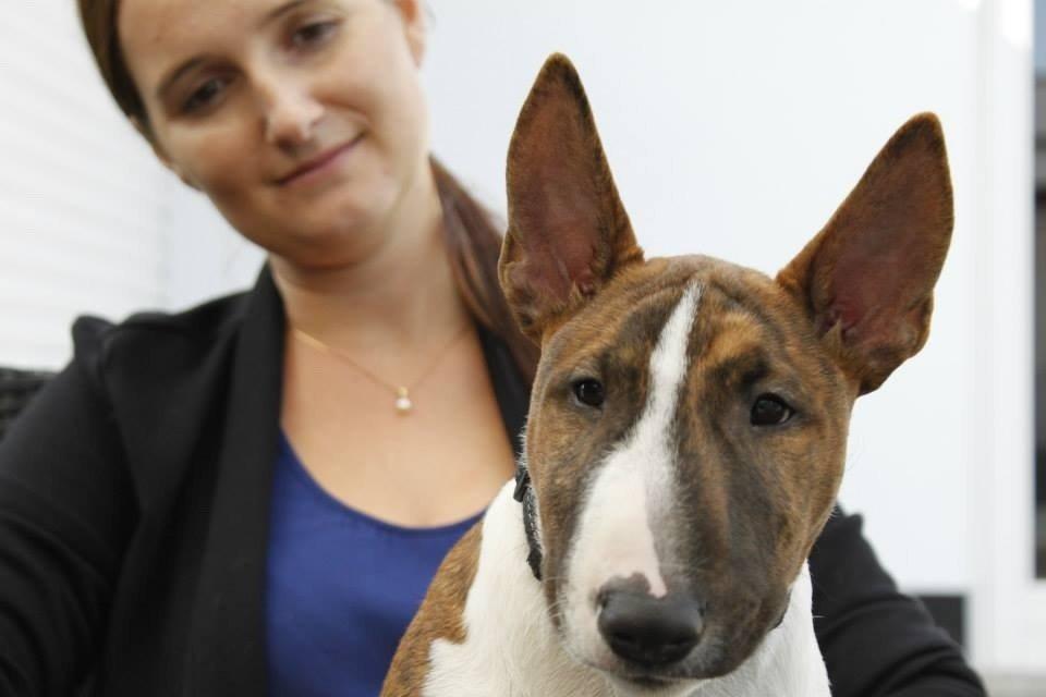 Bullterrier miniature Stubborn Head Danish Danymite aka Loco billede 24