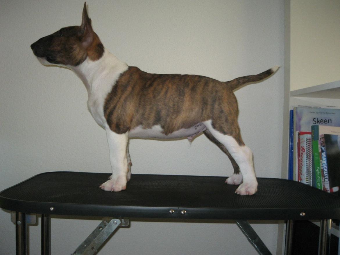 Bullterrier miniature Stubborn Head Danish Danymite aka Loco billede 25