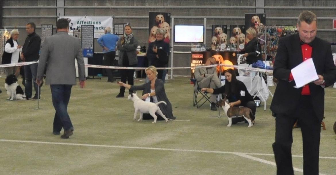 Bullterrier miniature Stubborn Head Danish Danymite aka Loco billede 27